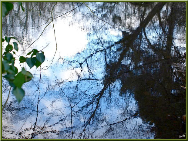 Reflets hivernaux sur le Canal des Landes au Parc de la Chêneraie à Gujan-Mestras (33)