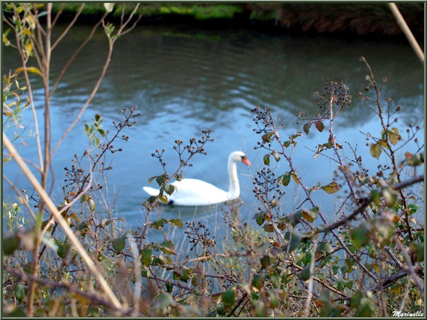 Cygne derrière la végétation dans un réservoir sur le Sentier du Littoral, secteur Moulin de Cantarrane, Bassin d'Arcachon