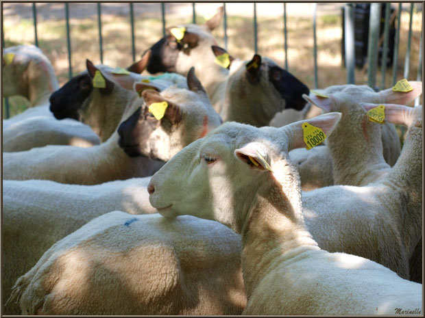 Troupeau de moutons à la Fête de la Nature 2013 au Parc de la Chêneraie à Gujan-Mestras (Bassin d'Arcachon)