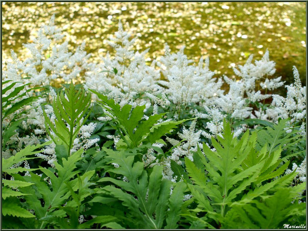 Astilbes en bordure du ruisseau et du petit étang - Les Jardins du Kerdalo à Trédarzec, Côtes d'Armor (22) 