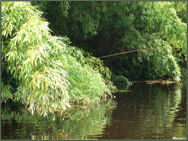 Les bambous dits chinois à proximité du Moulin de Richel sur Le Trieux, Pontrieux, Côte d'Armor (22) 