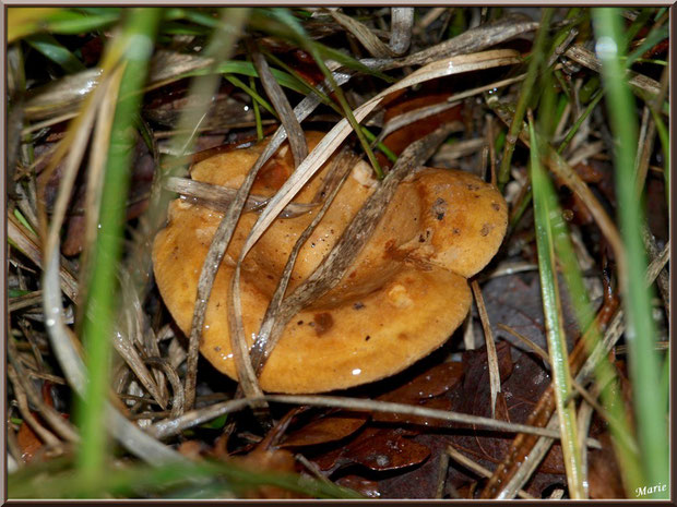 Lactaire Sanguin sous les herbes en forêt sur le Bassin d'Arcachon