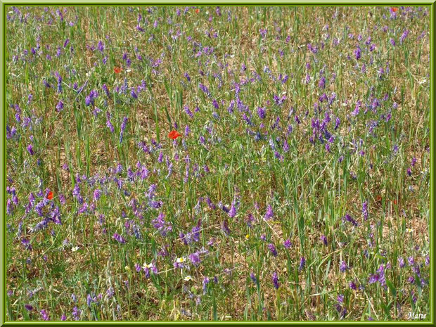 Champ fleuri dans la campagne autour du village d'Eygalières dans les Alpilles (Bouches du Rhône) : Vesces des Haies, Coquelicots & Cie