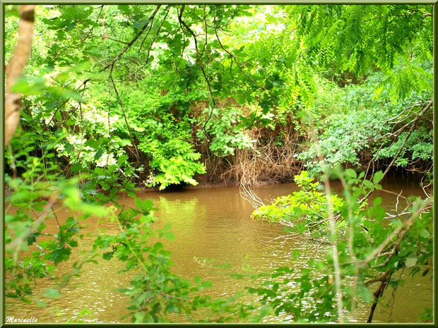 Végétation luxuriante et reflets en bordure de La Leyre, Sentier du Littoral au lieu-dit Lamothe, Le Teich, Bassin d'Arcachon (33) 