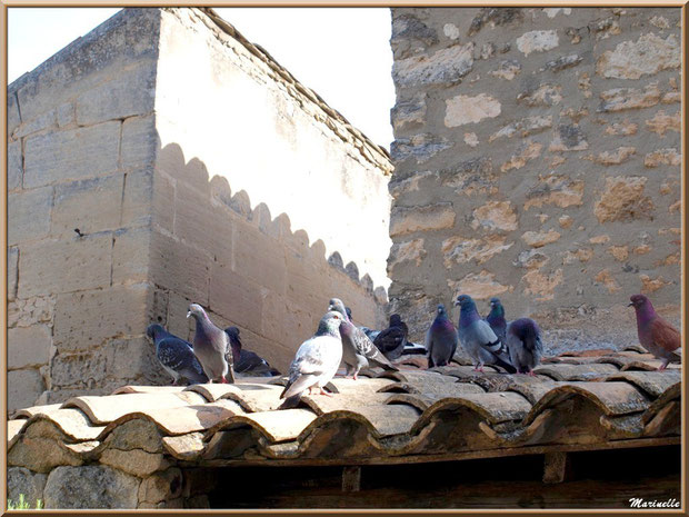 Pigeons en famille, Baux-de-Provence, Alpilles (13) 