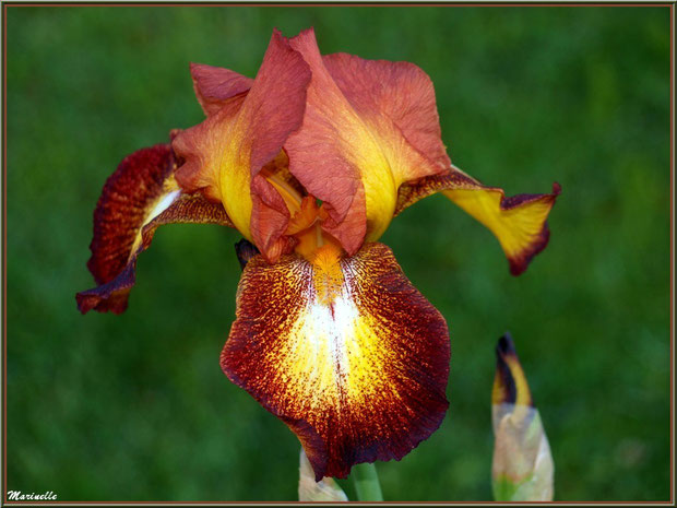 Iris marron et Or