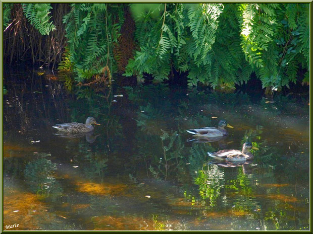 Canards et reflets au fil du Canal des Landes au Parc de la Chêneraie à Gujan-Mestras (Bassin d'Arcachon)