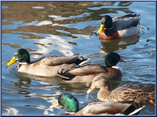 Canards dans le bassin à l'entrée du Parc de la Chêneraie à Gujan-Mestras (Bassin d'Arcachon)