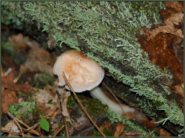 Petit champignon au creux d'un pin en forêt sur le Bassin d'Arcachon