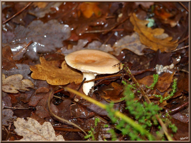 Jeune Lactaire à Lait Abondant en forêt sur le Bassin d'Arcachon