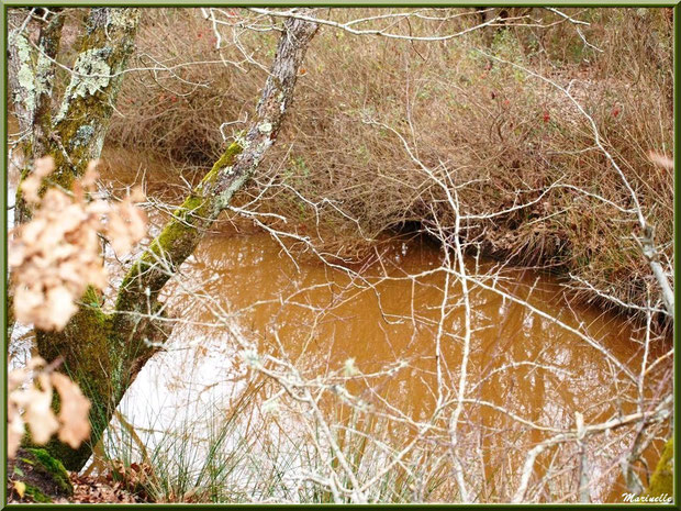 Végétation hivernale et reflets dans un ruisseau bordant le sentier, Sentier du Littoral secteur Pont Neuf, Le Teich, Bassin d'Arcachon (33)