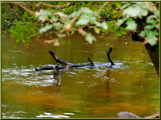 Bois et reflets, en début d'automne, en bordure de La Leyre, Sentier du Littoral au lieu-dit Lamothe, Le Teich, Bassin d'Arcachon (33) 