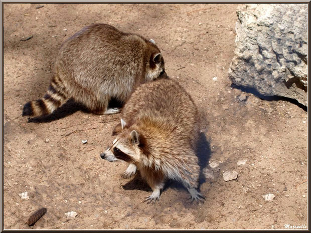 Ratons Laveurs, Zoo du Bassin d'Arcachon, La Teste de Buch (33)