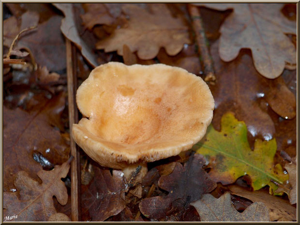 Lactaire Odorant en forêt sur le Bassin d'Arcachon