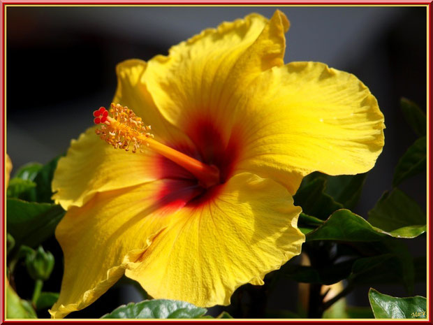 hibiscus jaune à coeur rouge