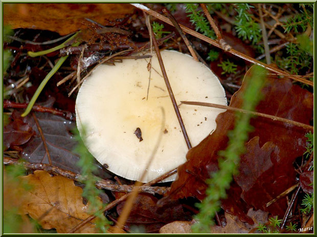 Amanite Vireuse en forêt sur le Bassin d'Arcachon