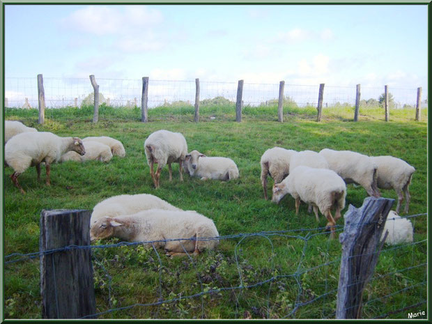 Troupeau de moutons à l'entée du village de Zugarramurdi, Pays Basque espagnol