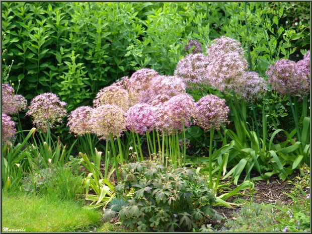 Allium sphaerocephalon dans les Quatres Carrés - Les Jardins du Kerdalo à Trédarzec, Côtes d'Armor (22)   