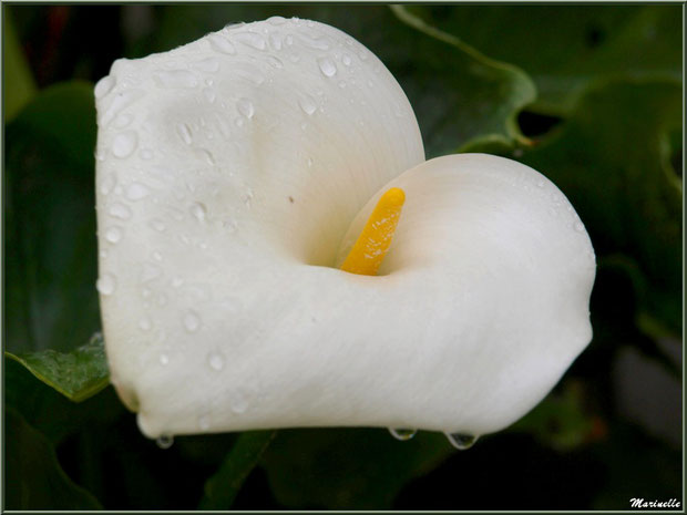 Arum au jardin après ondée