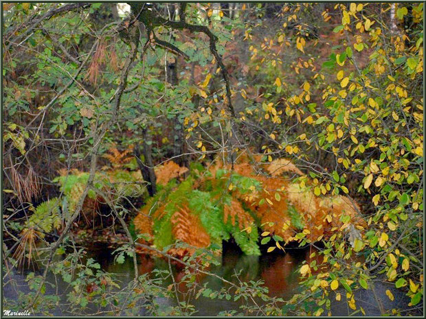 Végétation automnale et reflets sur le Canal des Landes au Parc de la Chêneraie à Gujan-Mestras (Bassin d'Arcachon)