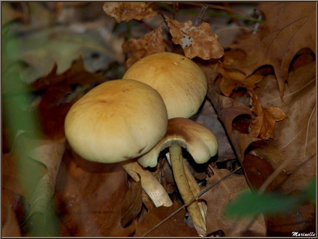 Hypholomes en Touffe en forêt sur le Bassin d'Arcachon