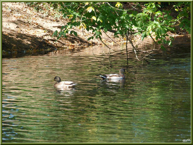 Canards au fil du Canal des Landes au Parc de la Chêneraie à Gujan-Mestras (Bassin d'Arcachon)