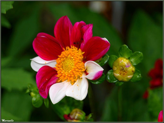 Dahlia rose fuchsia et blanc, au jardin