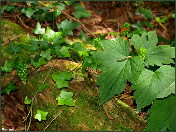 Le sentier de la Vallée du Bas avec des épis de graines de Lysichitum (Arum) - Les Jardins du Kerdalo à Trédarzec, Côtes d'Armor (22)