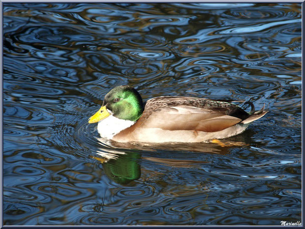 Canard Colvert dans le bassin à l'entrée du Parc de la Chêneraie à Gujan-Mestras (Bassin d'Arcachon)