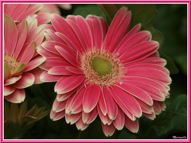 Gerberas roses et blancs