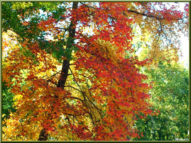 Sous-bois : Chênes et Liquidambar (ou Copalme d'Amérique) aux couleurs automnales, forêt sur le Bassin d'Arcachon (33)  