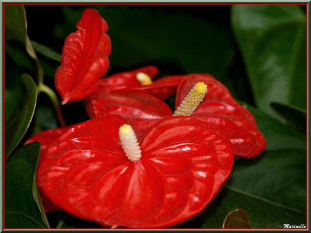 Anthurium rouge écarlate