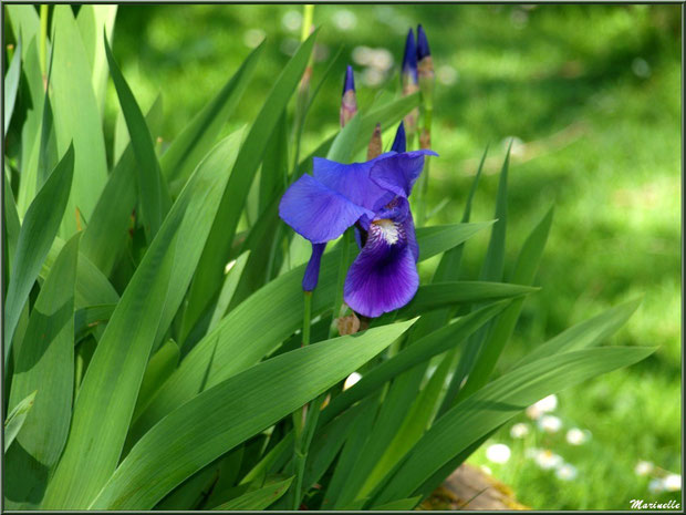 Iris en fleurs à la Pisciculture des Sources à Laruns, Vallée d'Ossau (64) 