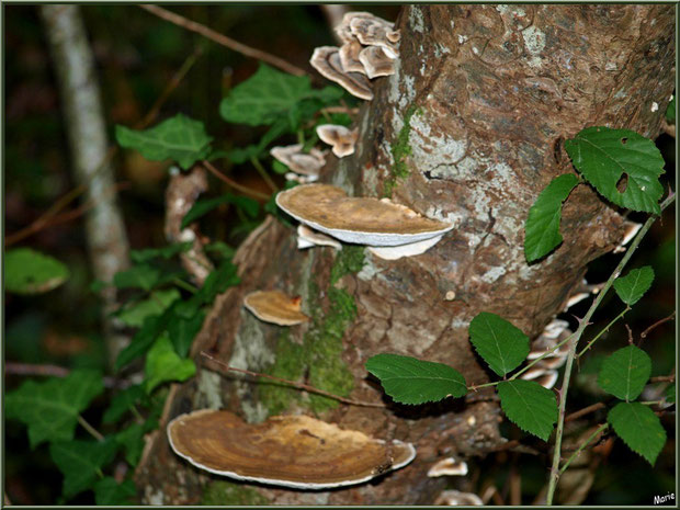 Amadouvier des Pins ou Polypore Marginé en forêt sur le Bassin d'Arcachon