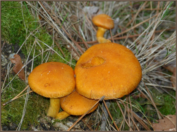 Gymnopiles Remarquables ou Pholiotes Remarquables en forêt sur le Bassin d'Arcachon