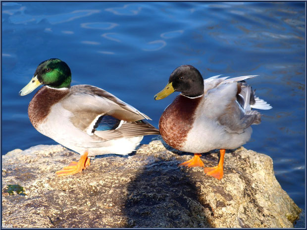 Canards Colvert en duo en bordure du bassin à l'entrée du Parc de la Chêneraie à Gujan-Mestras (Bassin d'Arcachon)