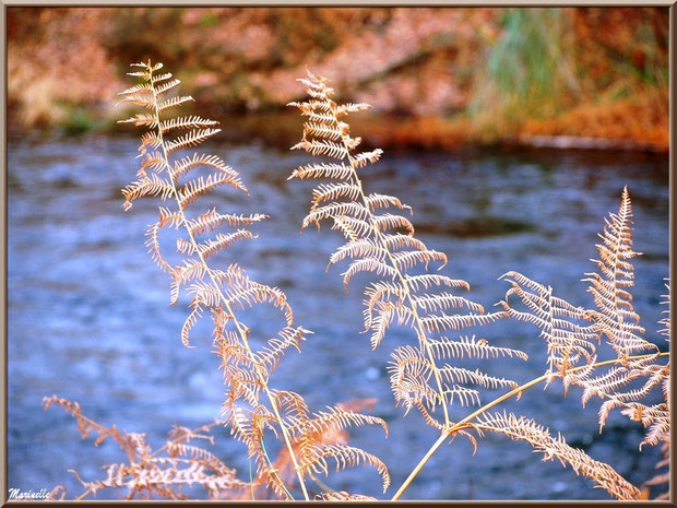 Fougère hivernale en bordure du Canal des Landes au Parc de la Chêneraie à Gujan-Mestras (Bassin d'Arcachon)