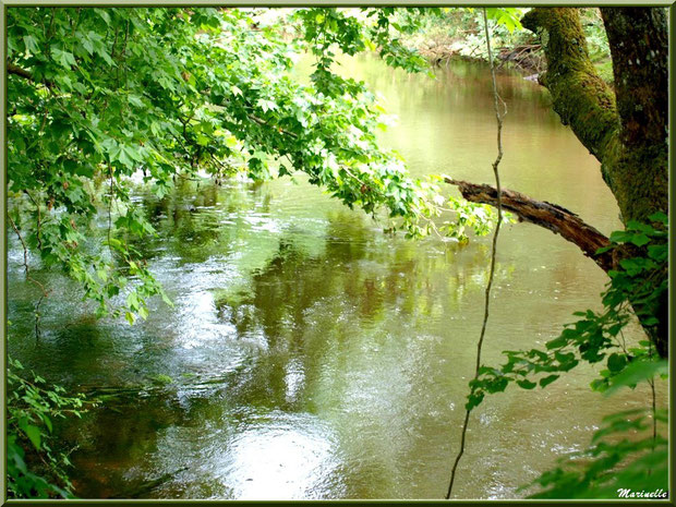 Reflets et verdoyance en bordure de La Leyre (Sentier du Littoral - Bassin d'Arcachon)