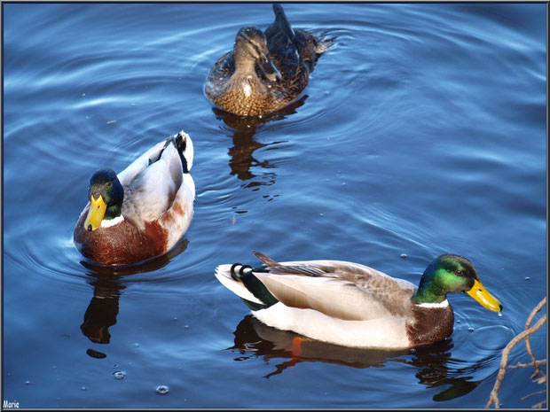 Canards Colverts dans les réservoirs à poissons, depuis le port d'Arès, Bassin d'Arcachon