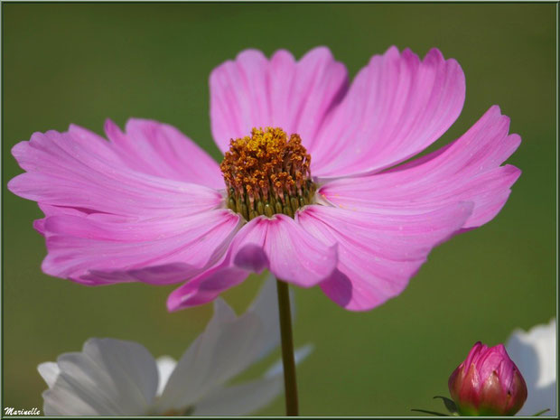 Cosmos au jardin