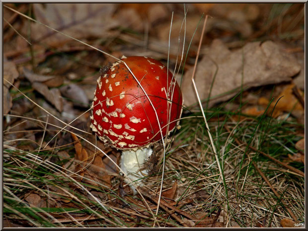 Jeune Amanite Tue-mouches en forêt sur le Bassin d'Arcachon