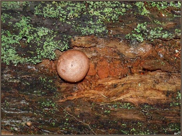 Champignon arboricole, tel un macaron, sur le tronc d'un pin en forêt sur le Bassin d'Arcachon