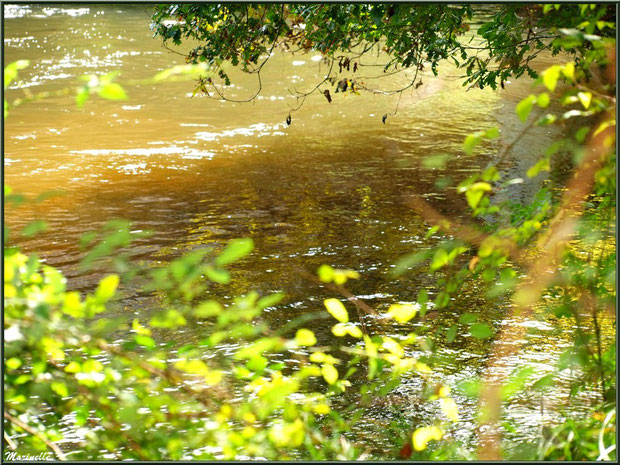Verdure et reflets en en bordure de La Leyre, Sentier du Littotal au lieu-dit Lamothe, Le Teich, Bassin d'Arcachon (33)