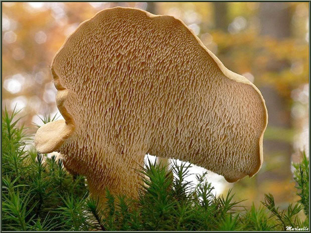 Pied-de-Mouton au coeur de la mousse et feuilles de chêne en forêt sur le Bassin d'Arcachon