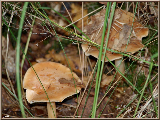 Lactaires Odorants cachés en forêt sur le Bassin d'Arcachon