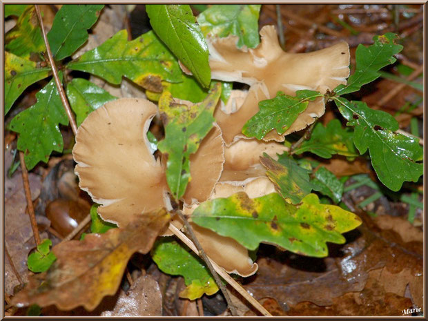 Clitocybes en Entonnoir épanouis en forêt sur le Bassin d'Arcachon