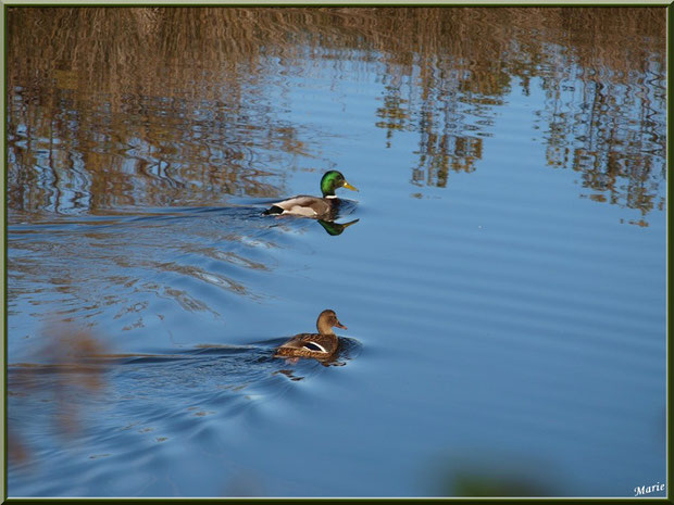 Couple de canards au milieu d'un des réservoirs sur le Sentier du Littoral, secteur Moulin de Cantarrane, Bassin d'Arcachon