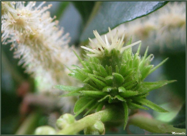 Châtaignier en fleurs avec fleurs femelles (futures bogues) et fleurs mâles (châtons), flore Bassin d'Arcachon (33)