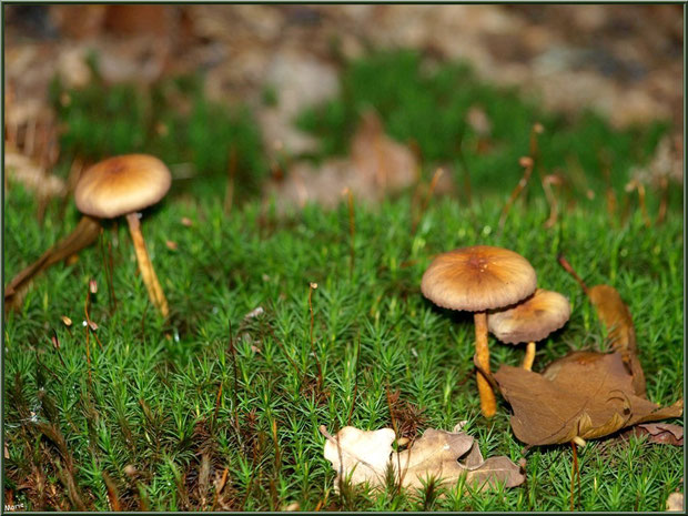 Petits champignons sur lit moussu en forêt sur le Bassin d'Arcachon