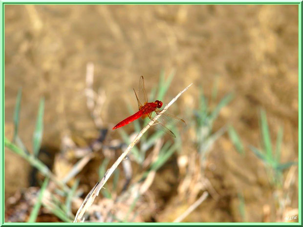 Libellule rouge sur une brindille en bordure du lac de Peiroou à Saint Rémy de Provence, Alpilles (13)